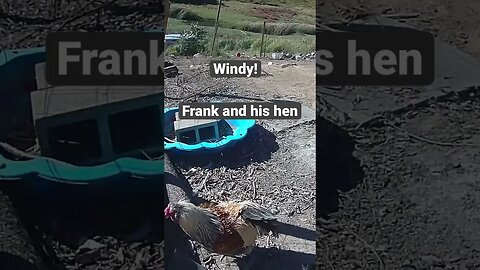 Farm surveillance. Frank and his hen