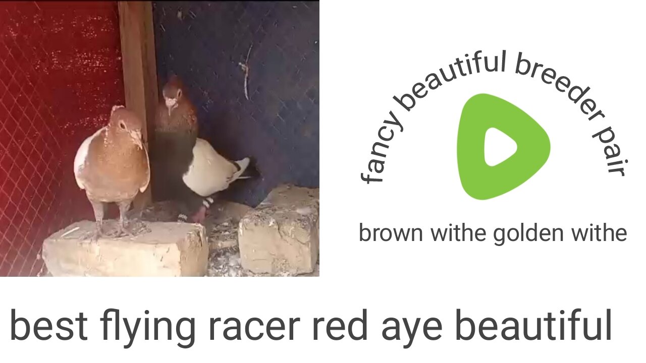 Golden🕊 and red 🕊nack American 🕊fancy breeder🕊 pair pigeon🕊 beautiful🕊