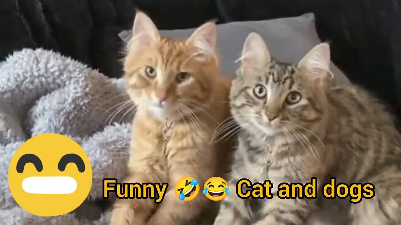 FUNNY & CUTE CATS and DOGS 🐱🐶 New Funniest Animals Videos 2023 😂