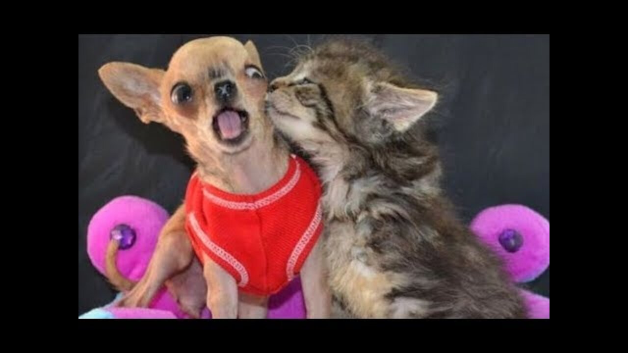 Angry - Funny Dogs and Cats Compilation Try not to laugh impossible .