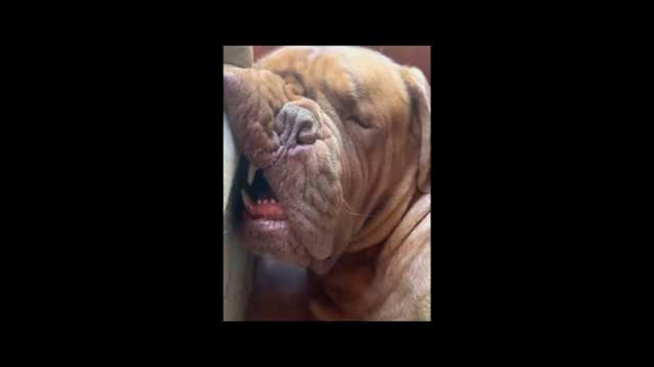 funny animals cats and dogs