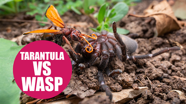 Giant wasp attacks and kills a tarantula