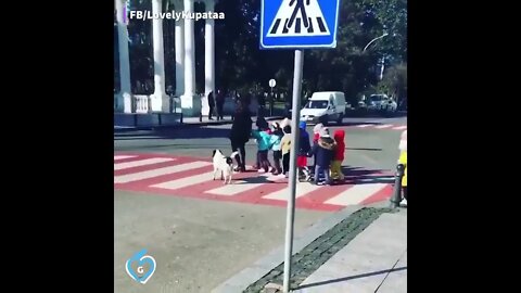 Stray dog in Georgia protects kids crossing the street 1