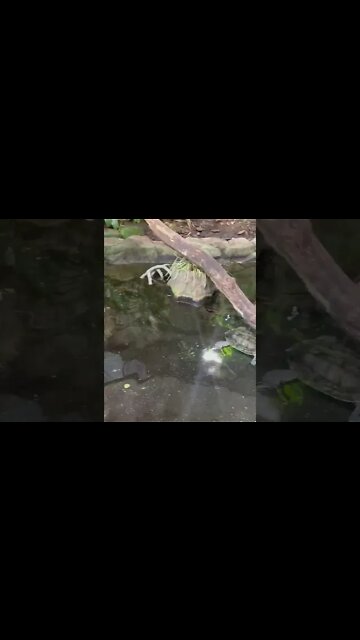 Turtles moving around