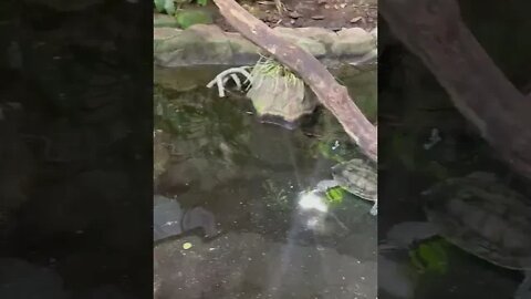 Turtles moving around