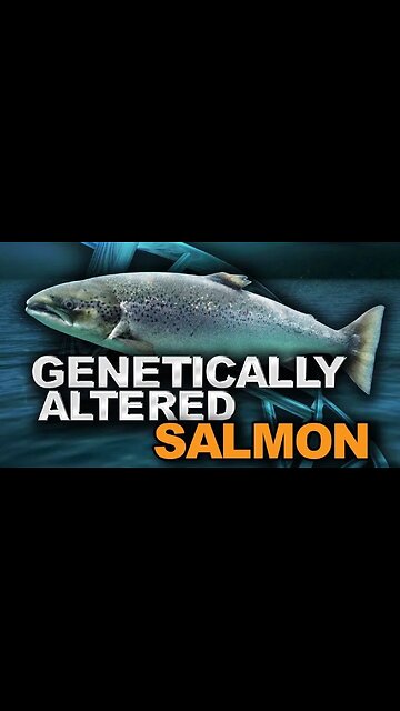 THIS IS NOT THE COLOR OF FARM RAISE SALMON: FED PELLETS MADE OUT OF FISH OIL & SMALLER FISH, GROUND-UP CHICKEN FEATHERS, POULTRY LITTER (YES THAT’S POOP) GENETICALLY MODIFIED YEAST, SOYBEANS & CHICKEN FAT.🕎Ezekiel 4;10-16 “DEFILED BREAD”