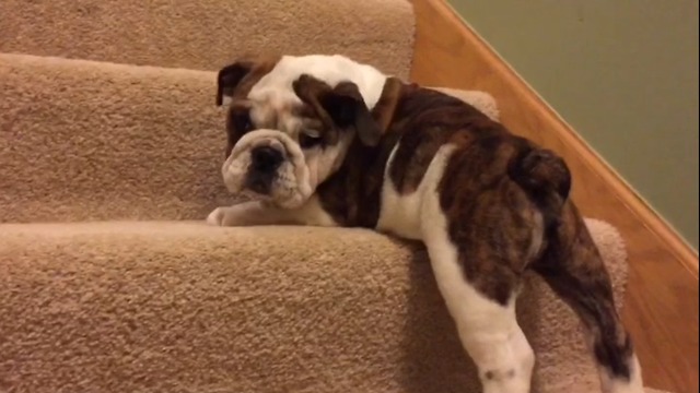 Puppy climbs stairs for the first time conquers them