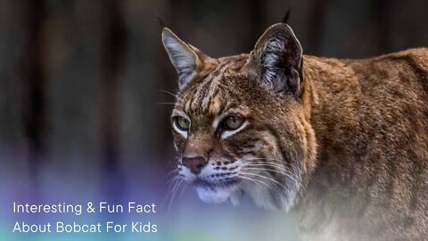 Interesting Facts About Bobcat