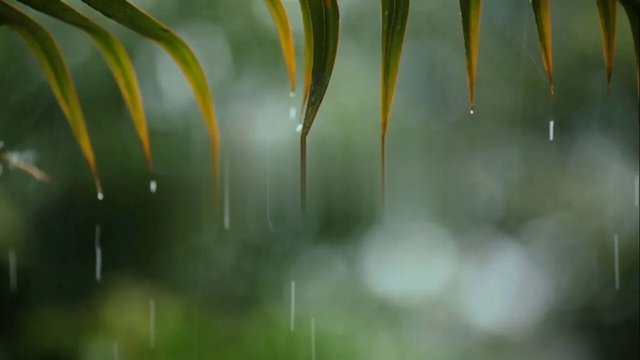 Relaxing Piano Music & Rain Sounds 24/7