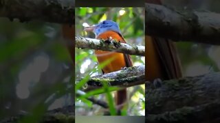 Esse Canto é Lindo😍 - Capitão de Saíra