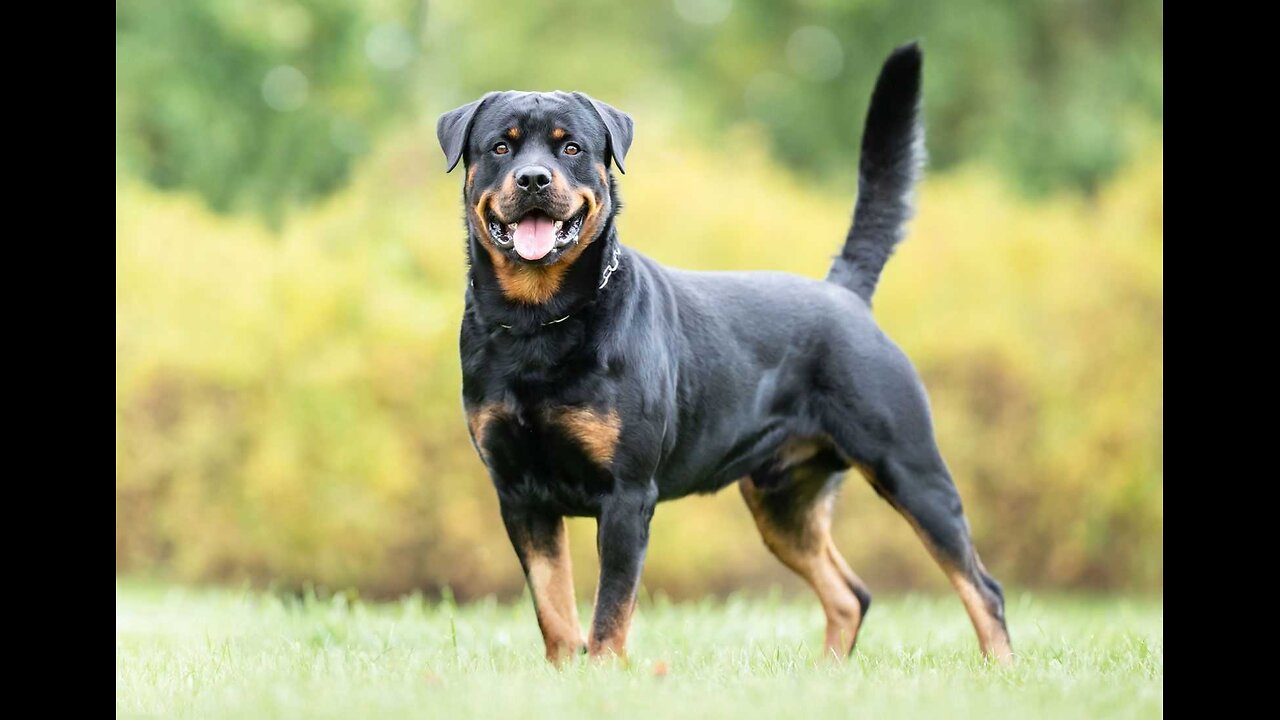 10 FACTS ABOUT ROTTWEILER DOGS!