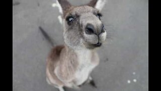 Wallaby stopper trafikken på Harbour Bridge i Sydney