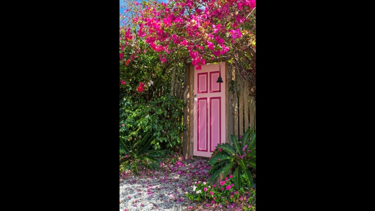 Pink Bougainvillea Flowers