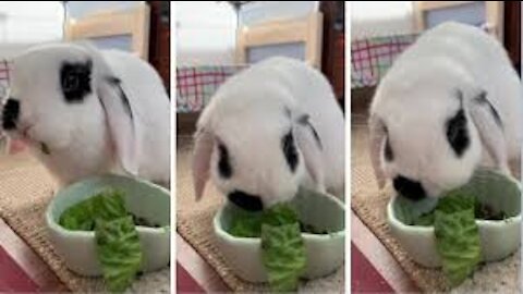 Bunny can't contain excitement when allowed on owner's bed #Shorts