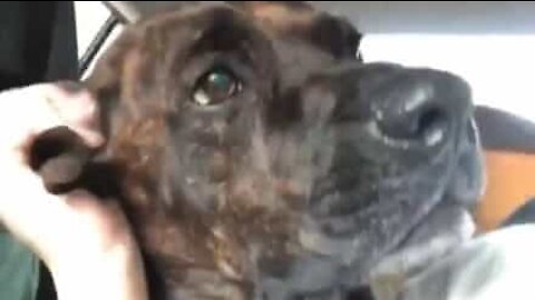 Dog reacts to ear being tickled with odd noises