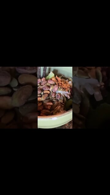 Healthy vegetarian meal ideas,plant based, vegan, organic non gmo,loose weight high protein