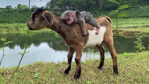 The Cowboy Monkey! It's really funny and cute!