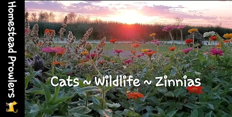 Homestead Cats Enjoy Sunset Zen Zinnias