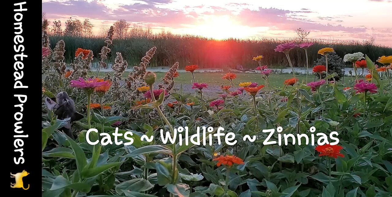 Homestead Cats Enjoy Sunset Zen Zinnias