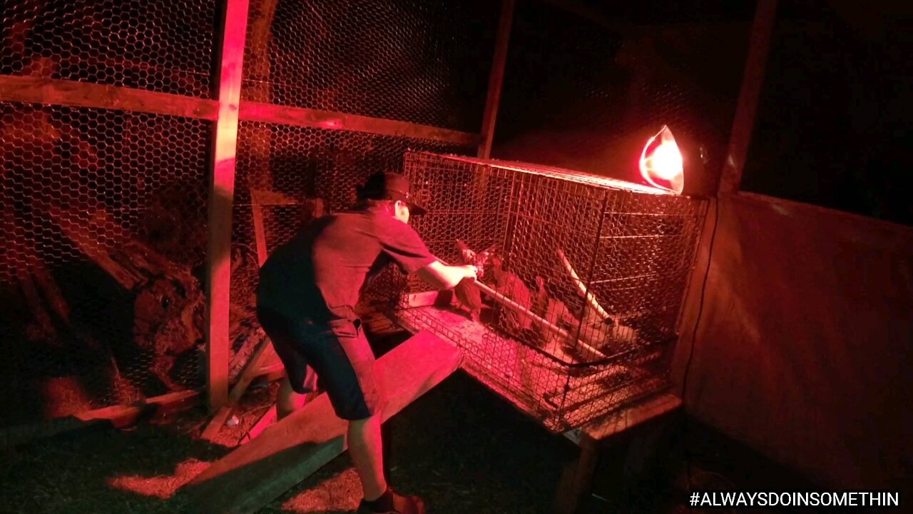 Baby Guineas new temporary home