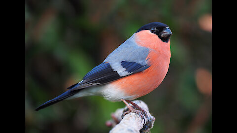 Bullfinch Bird -Nice Sound-