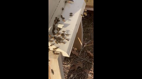 Winter bee activity