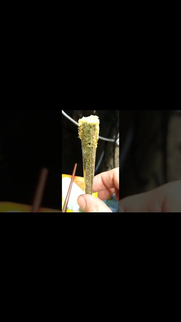 Mmmm rolled her up good!! 💯🔥🔥💦😂😋😋 #shorts #420 #420blazeit #joint #cannabiscommunity #cannabis