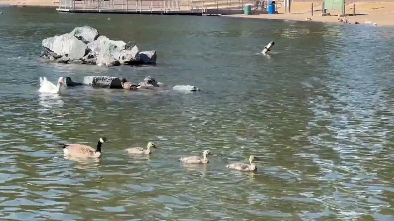 CatTV: Growing Baby Ducks Swimming