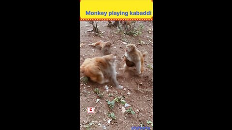 Monkey playing kabaddi.Watch Till End & Enjoy.