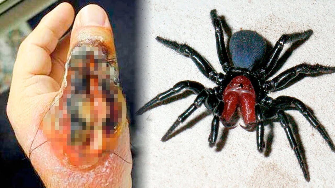 THE MOST DANGEROUS SPIDERS In The World