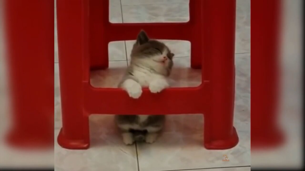 Very Cute Cat Sleeping - Cat Funny Videos