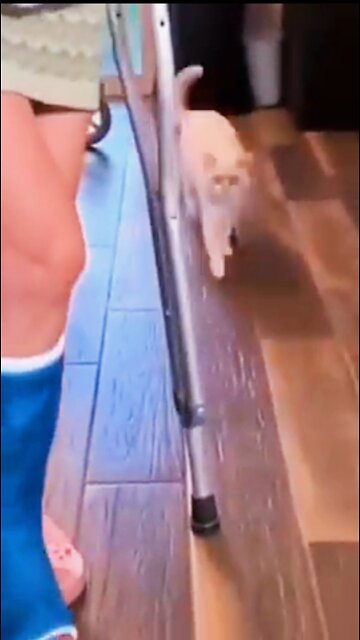 Dog Perfectly Mocks Teenager's Broken Leg 'Walk'