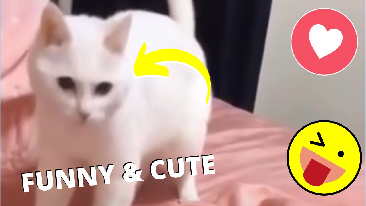 Funny and Cute Pet's Life #004