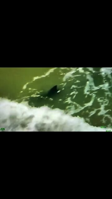 "Imágenes de Helicóptero del DPS Captan Tiburón en la Costa de SPI tras Múltiples Ataques"