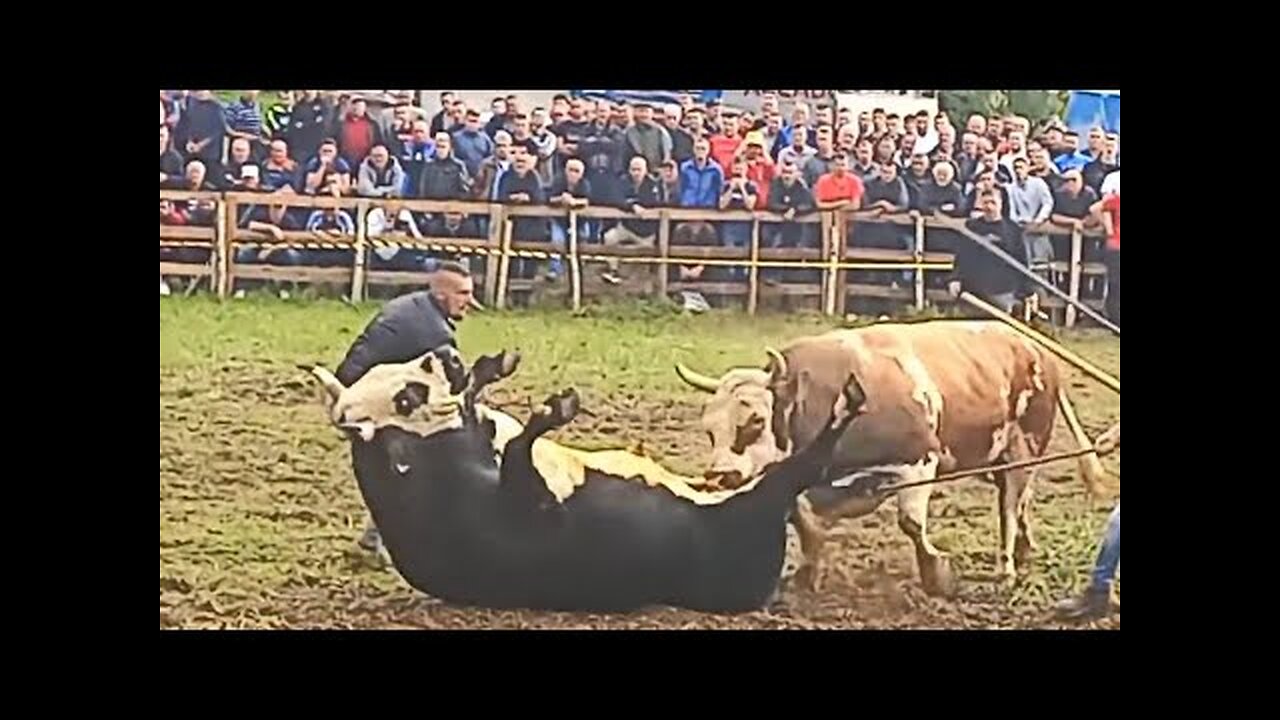 TOP BULL MEET Bik nespretno završio na leđima - KOBRICA vs PANDA PARK ARENA VITEZ