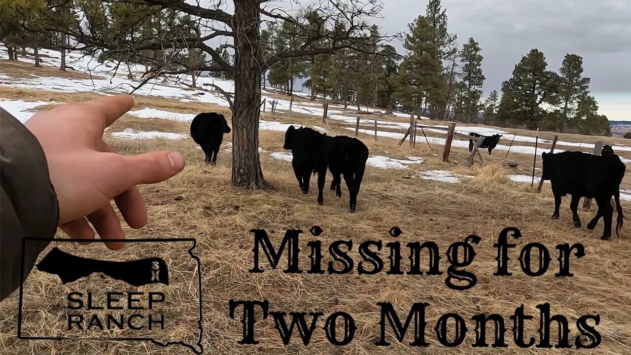 Saving Starving Cows from Spending the Winter in the Mountains