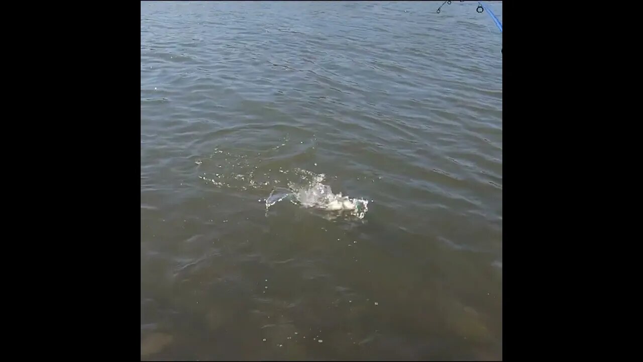 white bass catch