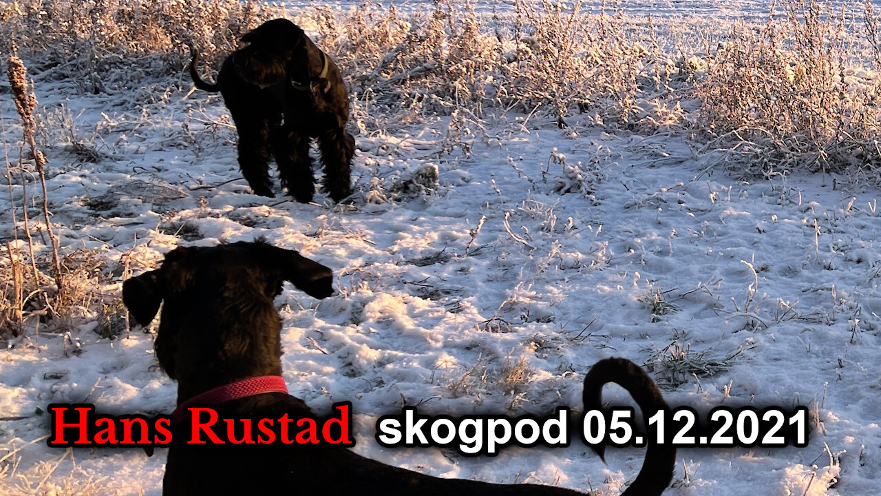 Skogpod 5. desember: Eliten er blitt korrupt, og den skammer seg ikke over å bli tatt