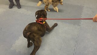 Queen Sophia Kay of the South AKC more school puppy play bow 🙇‍♀️ 🐶 🐾