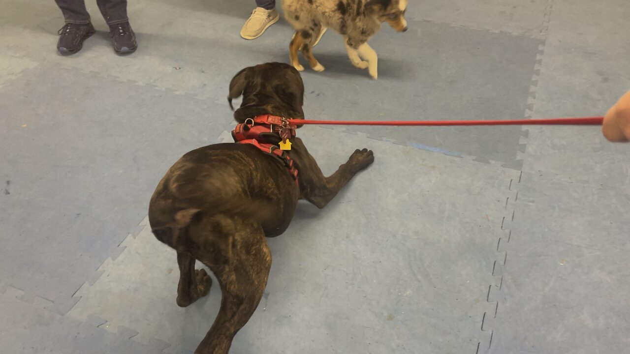 Queen Sophia Kay of the South AKC more school puppy play bow 🙇♀️ 🐶 🐾