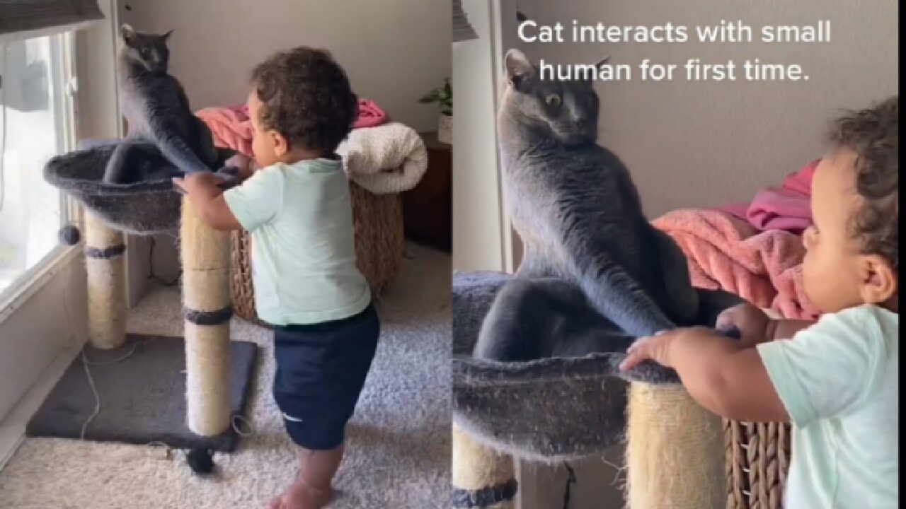 Cat interacts with Small Human for First Time |cat| cat funny reaction