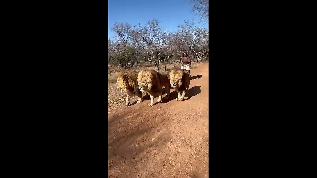 fearless lady with lion