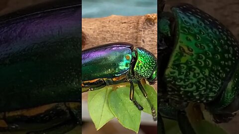 So cute and lovely Jewel Beetle - #shorts