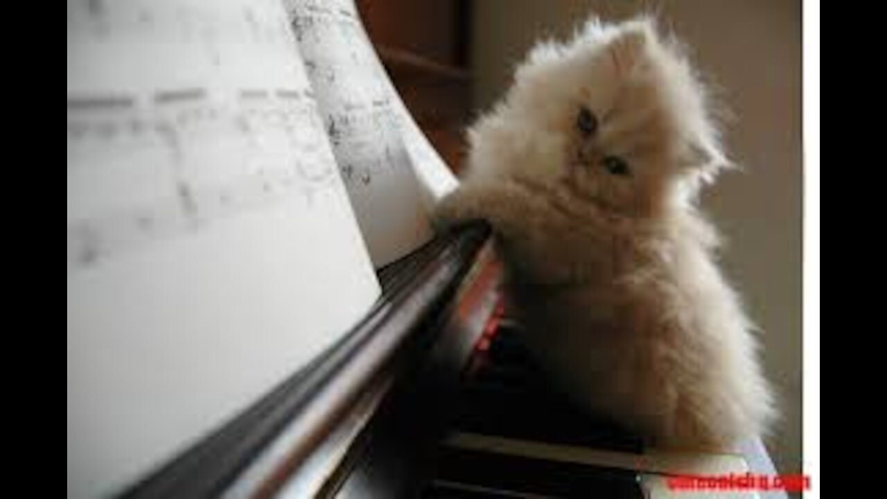 cat playing piano