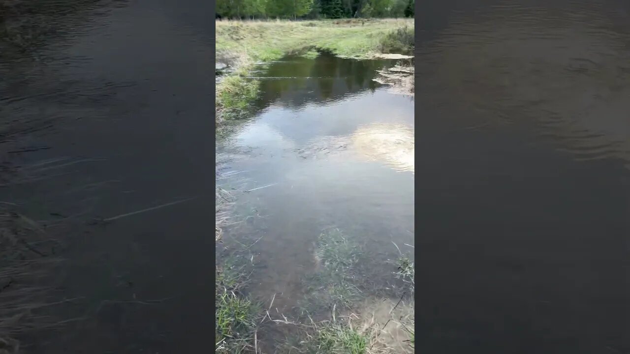 Ponds water level have rose several feet. #highwater #countryliving homestead #homesteading #nature