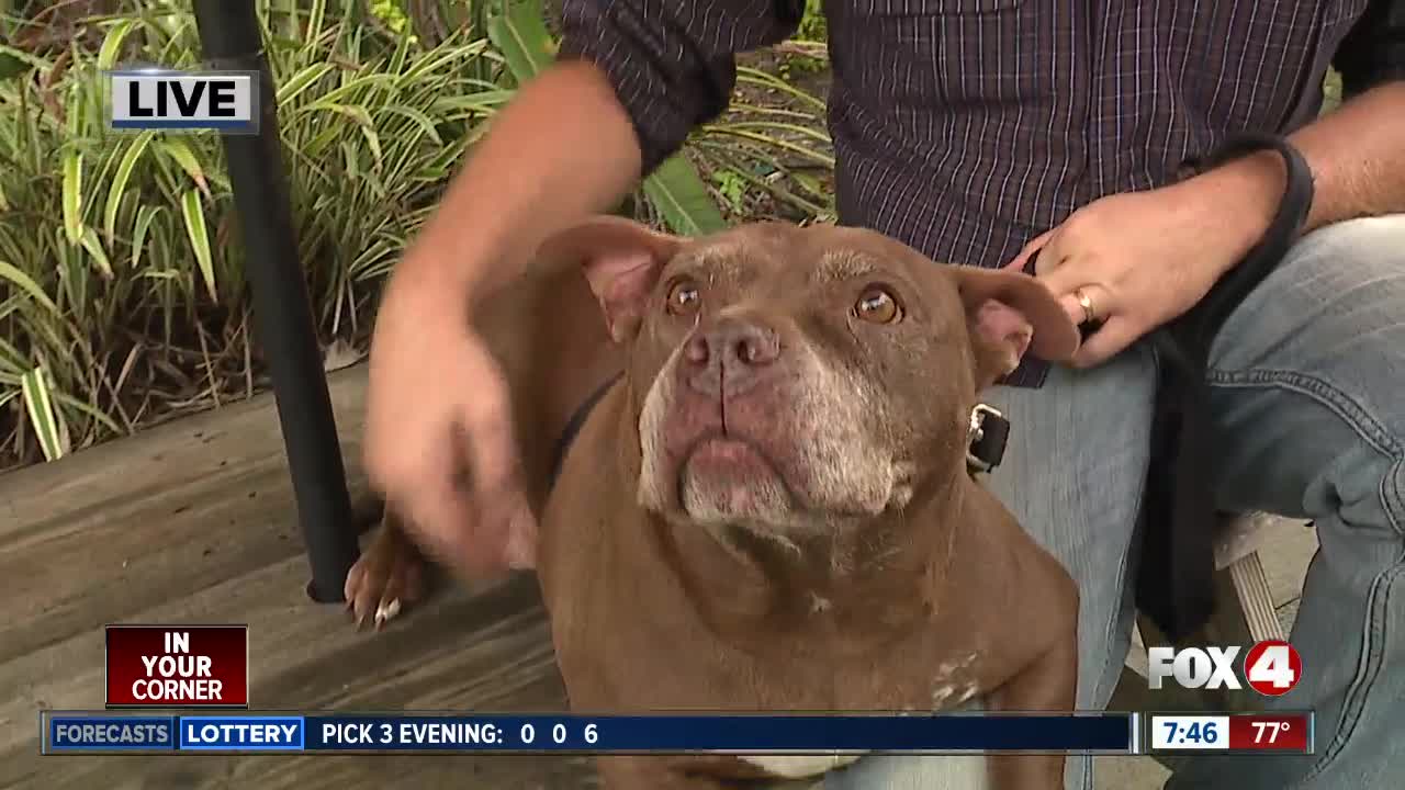 FOX 4 Pet of the week: Kaya