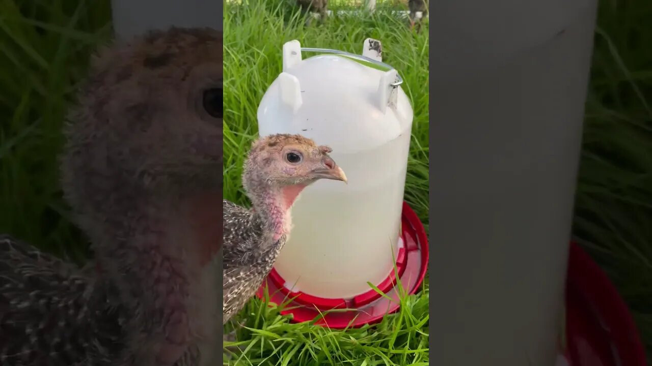 Very curious little buggers are these turkeys! 🦃 #turkey #farming #ranching #poultry #shorts