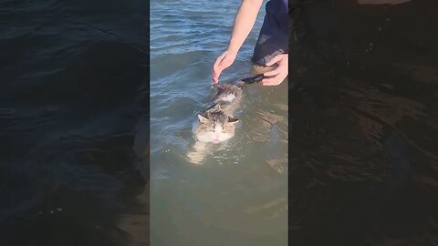 Swimming Persian Cat