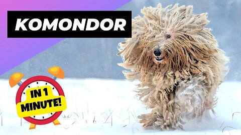 Komondor - In 1 Minute! 🐶 The Mop-like Dog | 1 Minute Animals