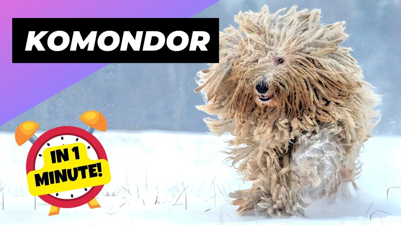 Komondor - In 1 Minute! 🐶 The Mop-like Dog | 1 Minute Animals